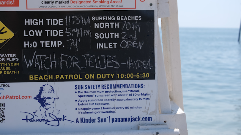 Jellyfish Stings Increasing in Ocean City